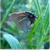 satyr spini imago7 don